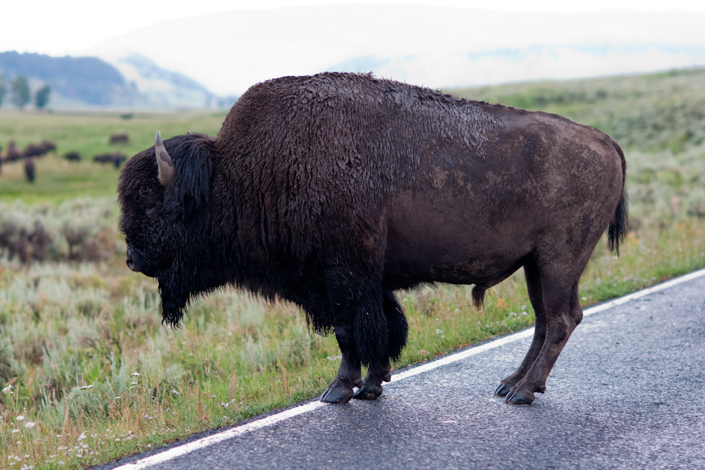 Bison in Lamar River Valley in Yellowstone